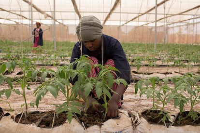 Fone Coulibaly ata plantas de tomate en uno de los invernaderos de Amadou Sidibe en Katibougou, Malí.