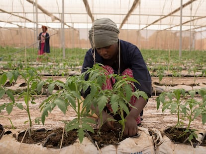 Fone Coulibaly ata plantas de tomate en uno de los invernaderos de Amadou Sidibe en Katibougou, Malí.