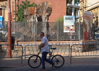 El tocón del ficus de la parroquia de San Jacinto, en el barrio sevillano de Triana. foto.Alejandro Ruesga