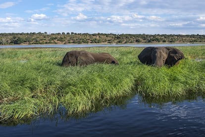 Los elefantes abundan en el Delta del Okavango y en el Parque Nacional de Chobe, en Botsuana. Se les puede ver siempre cerca de charcas y ríos.