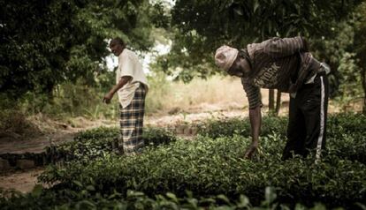 Hamsa Martin Singa (en segundo plano) ha dejado de cultivar tabaco. Él y su hijo lo han sustituido por plantones de frutales que venden a las plantaciones de los alrededores.