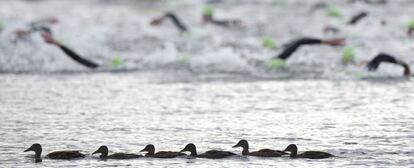 Un grupo de patos nadan en el lago Serpentina de Hyde Park mientras las atletas disputan la primera prueba del triatlón.
