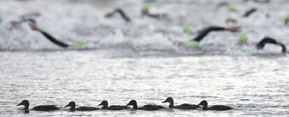 A group of ducks swim in Hyde Park Serpentine while athletes dispute the first triathlon test.