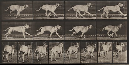 Secuencia de un perro caminando para estudiar sus movimientos, una de las series de 'Animal Locomotion' (1887), de Eadweard Muybridge.