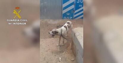 Uno de los animales encontrados en malas condiciones en una finca de Sorbas.