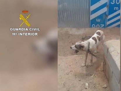 Uno de los animales encontrados en malas condiciones en una finca de Sorbas.