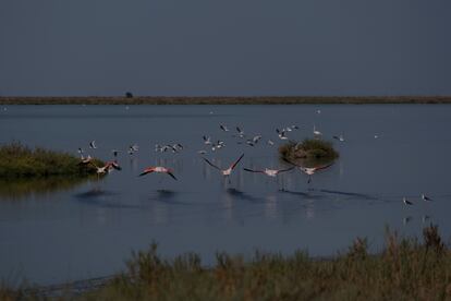 Flamencos, en la finca Veta la Palma del Parque Natural de Doñana, hace un mes. 