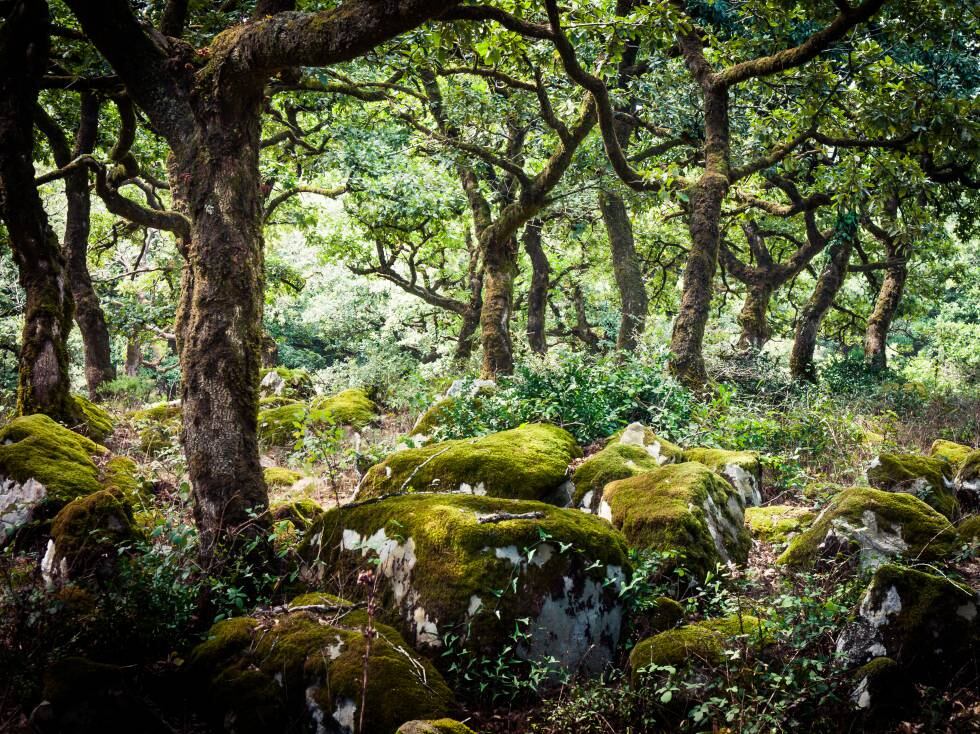 El bosque de la niebla. en el interior del parque de los Alcornocales.