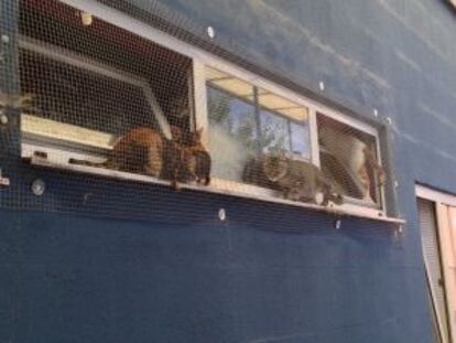 Algunos ejemplares se pasean por la ventana del centro.