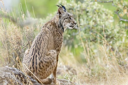 Un lince ibérico, retratado el pasado fin de semana en la sierra de Andújar.