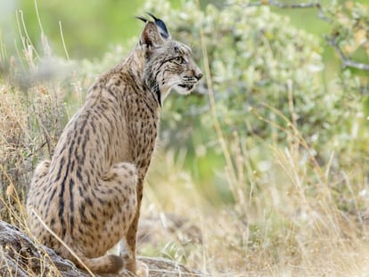 An Iberian lynx in Andújar (Jaén) in February.