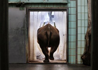 Un rinoceronte negro de 1.500 kilos sale de su recinto interior en el zoológico de Fráncfort (Alemania).