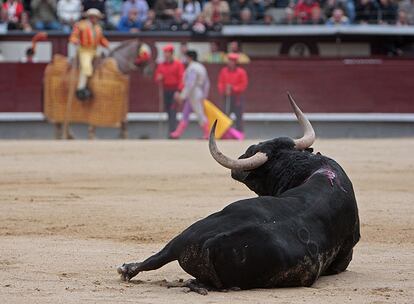 Uno de los toros de Samuel Flores de la corrida del domingo en Las Ventas.