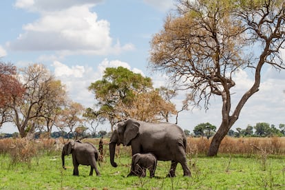 Botsuana, en el sur de África, es del tamaño de Francia y cuenta con 2,2 millones de habitantes. Puede presumir de ser el hogar del 37% de la población total de elefantes africanos, una especie en extinción. Sus políticas de conservación y protección de la biodiversidad se pueden considerar un ejemplo a seguir dado que el número de ejemplares no ha disminuido en el país, mientras que en el resto del mundo sucede lo contrario. En la imagen, una hembra con dos crías en el delta del Okavango.