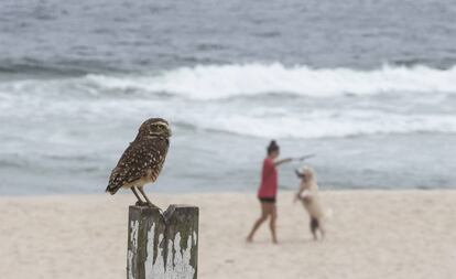 Un búho en la playa de Barra de Tijuca (Río de Janeiro).