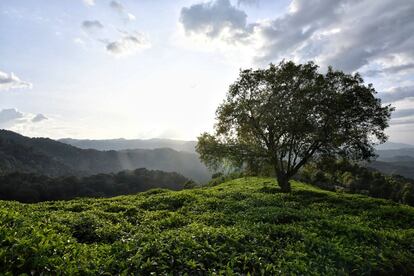 Un vistazo a las colinas sembradas de té, cerca de las montañas del Parque Nacional Bwindi. En algunas zonas, el ecosistema de los gorilas de montaña está amenazado por la expansión de las plantaciones intensivas.