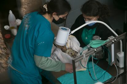 Dos veterinarias realizan una cura a un ejemplar de águila ratonera​ durante la visita.