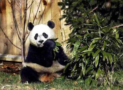 Un panda gigante hembra, en un zoo de EE UU.