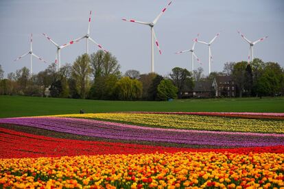 Los tulipanes florecen en un campo en Grevenbroich (Alemania), una zona de 100 hectáreas de extensión, que tiñe de vivos colores el distrito Rin de Neuss. Debido a la pandemia del coronavirus, las flores permanecen en los campos sin cortar.  