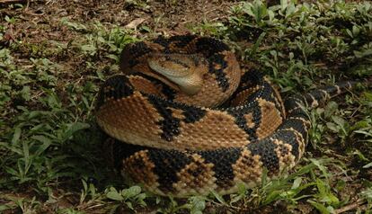 Una serpiente cascabel muda ('Lachesis muta muta')