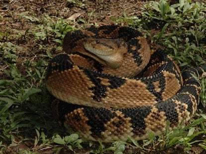 Una serpiente cascabel muda (&#039;Lachesis muta muta&#039;) 