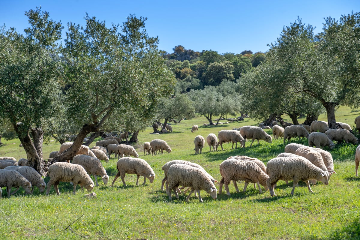 John Berger and the loss of rural culture