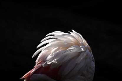 El Día de la Tierra debe convertirse en un recuerdo constante de lo que nos jugamos a diario con nuestro planeta. Las grandes cifras indican que cada año se trafican ilegalmente 1,5 millones de aves vivas y 440.000 toneladas de plantas medicinales. En la foto, el plumaje de un flamingo en el zoo de París (Francia).