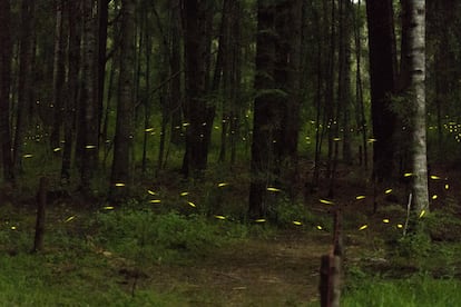 Cientos de luciérnagas hembras se iluminan para atraer a los machos que sobrevuelan la zona.