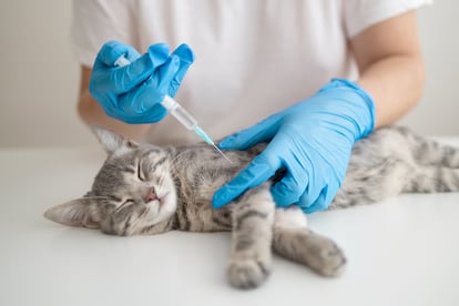 Las vacunas anuales básicas suponen aproximadamente 60 euros para los dueños de perros y 50 en el caso de los gatos.