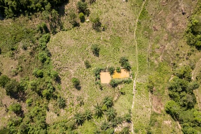 Tibú hay más de13.000 migrantes venezolanos que cruzaron la frontera desde Venezuela para venirse a ganar la vida como raspachines. Tibú, Norte de Santander, Colombia.