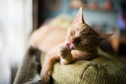 Un gato lamiéndose una pata.