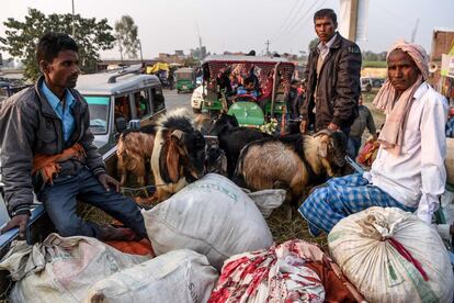 Un grupo de devotos hindúes viajan en un vehículo con cabras antes del Festival de Gadhimai en Bariyapur (Nepal).