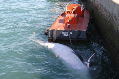 Cadáver de ballena hallado ayer en la bahía de Cádiz y remolcado al puerto de la capital.