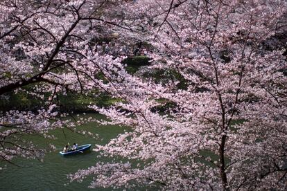 Una pareja rema un bote por el Chidorigafuchi en Tokio (Japón) junto a los cerezos en flor, el 25 de marzo de 2018.