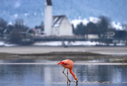 Un flamenco en el lago Forggensee cerca de Füssen, el sur de Alemania.