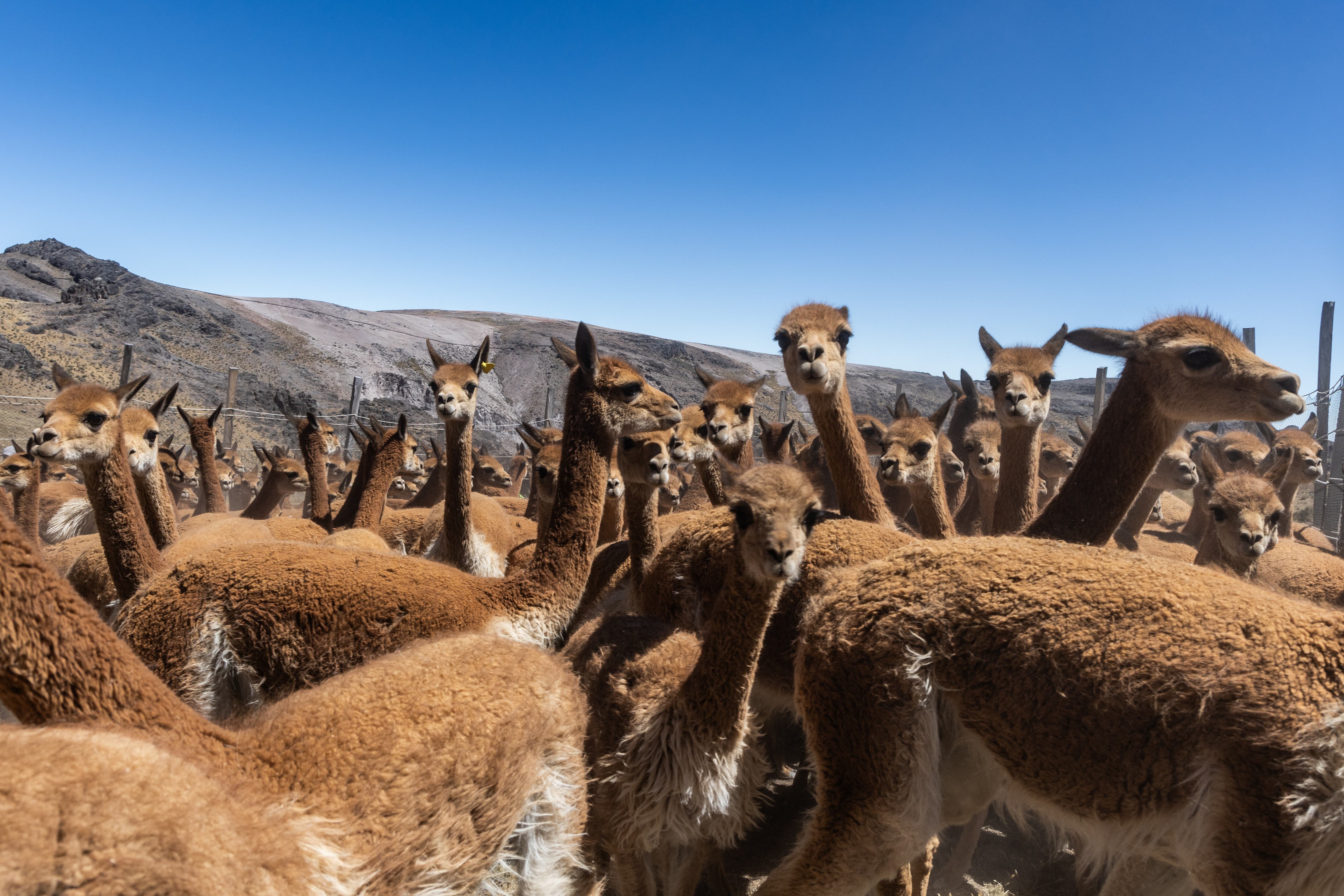 Rebaño de vicuñas en el corral para ser esquiladas.