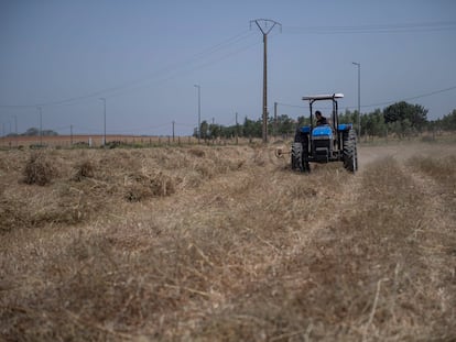 Un agricultor faena con su tractor entre unos cultivos dañados por la sequía en Rabat, Marruecos, el 18 de abril de 2023.
