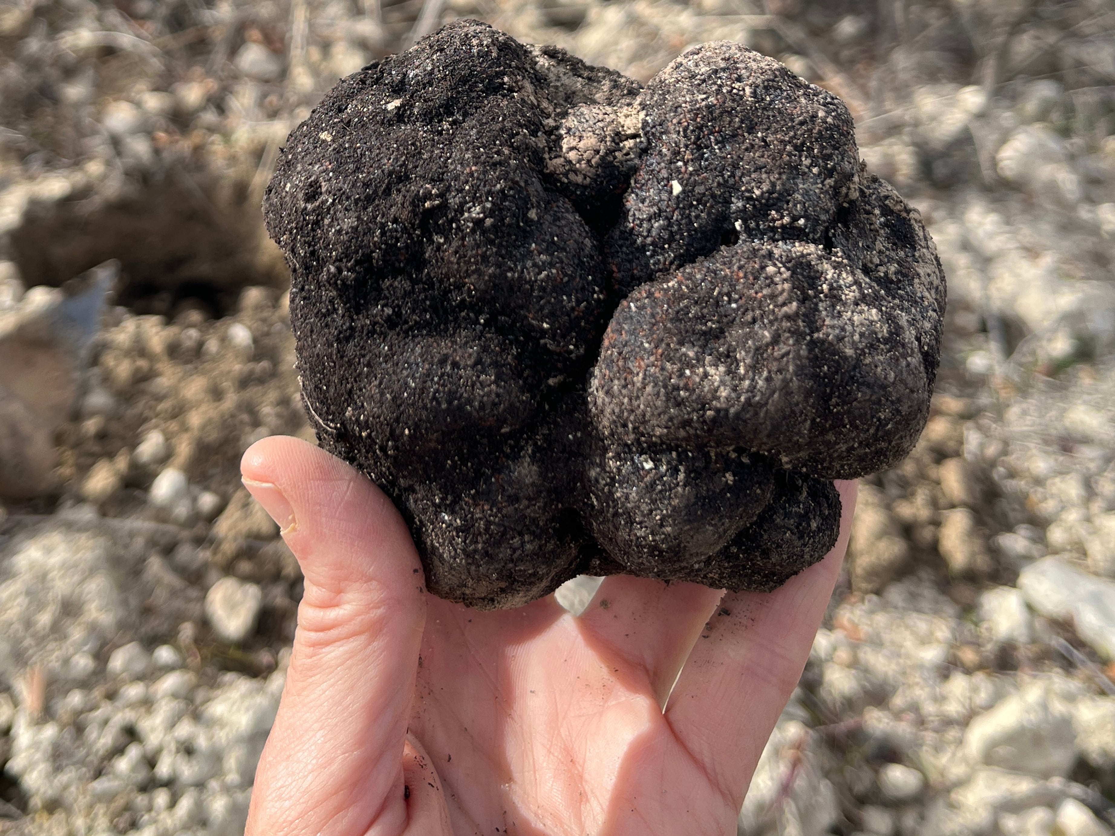 Un tesoro bajo tierra: así son los días dorados de la trufa negra