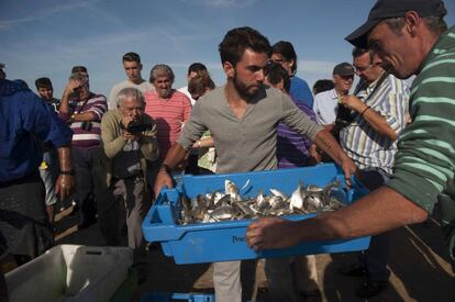 Lenguados, doradas, lubinas, entre otras especies, son sacadas por las redes durante el despesque. En la imagen, los mariscadores mueven las bandejas con el pescado recién recolectado durante el despesque en los esteros del Carrascón.