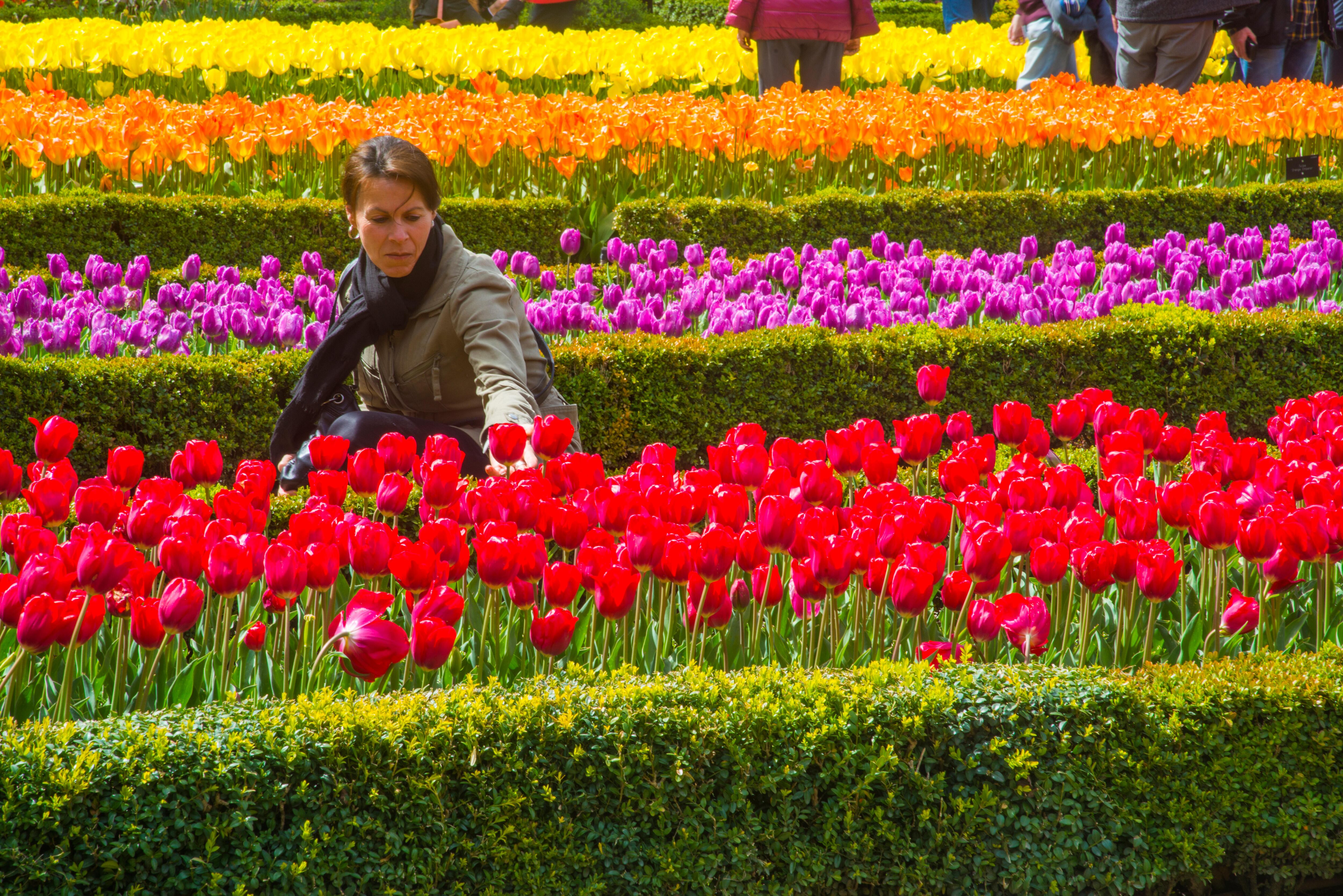 5 planes gratis en Madrid del 4 al 11 de abril: documental en bicicleta y tulipanes del Real Jardín Botánico