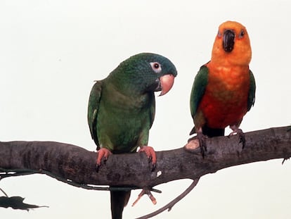 Traduciendo a mi pequeño loro con lengua de trapo