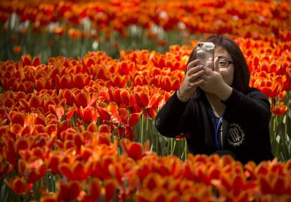 Una mujer toma un selfie con su smartphone junto a unos tulipanes en un parque público de Pekín, (China), el 20 de abril de 2017.