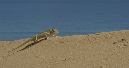 Un camaleón de una de las secuencias del documental.