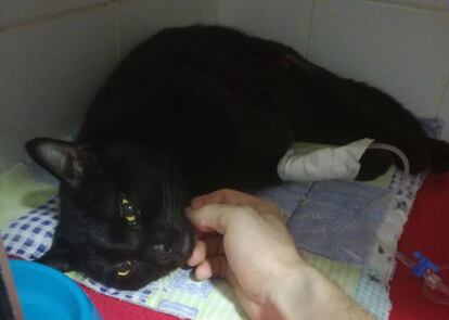 Bubu recuperándose en el hospital veterinario.