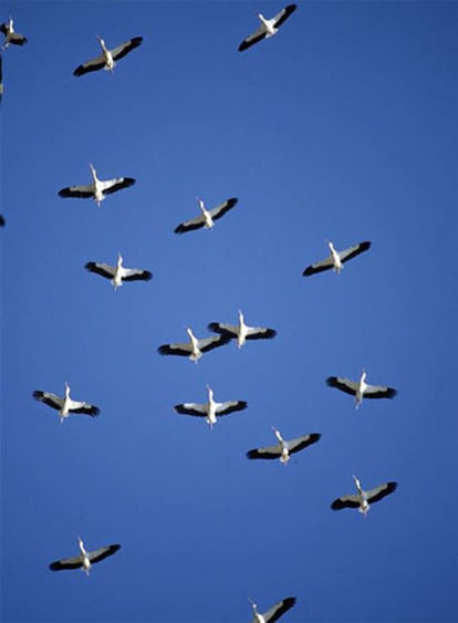 Vuelo de cigüeñas.