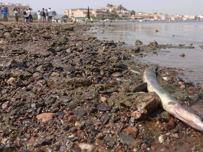 La terrible degradación del mar Menor, en imágenes