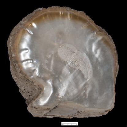 Un ejemplar de ‘Pinctada Margaritifera’, la pieza más antigua conservada en la colección de malacología del Museo Nacional de Ciencias Naturales, en Madrid.