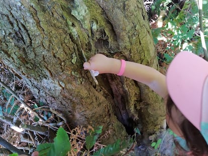 Una niña trata de introducir la llave del bosque en el tronco de un roble.