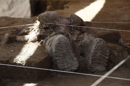 La gran cantidad de huesos en ese sitio ha abierto ahora la puerta a México para ingresar en la lista de Megasitios de Mamut, donde se encuentran países como Rusia o Estados Unidos.