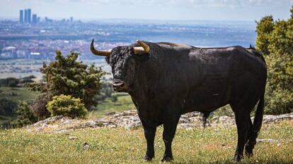 La Comunidad de Madrid ha ofrecido 100.000 euros de ayuda a cada ganadería.